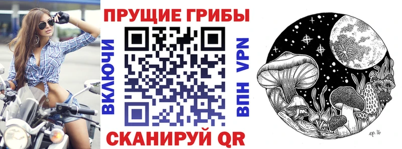 ссылка на мегу зеркало  Суздаль  площадка какой сайт  Псилоцибиновые грибы Psilocybine cubensis 